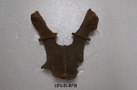 藏品(花鹿化石)的圖片